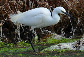 Aigrette garzette