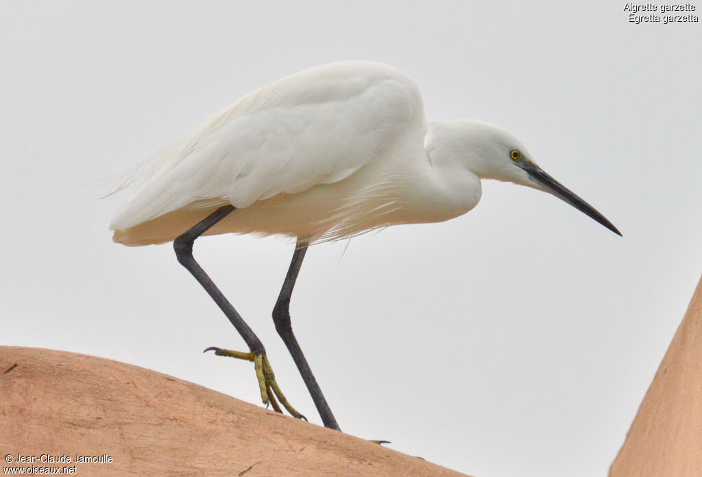 Little Egret, Behaviour