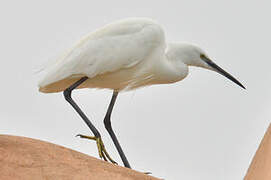 Little Egret