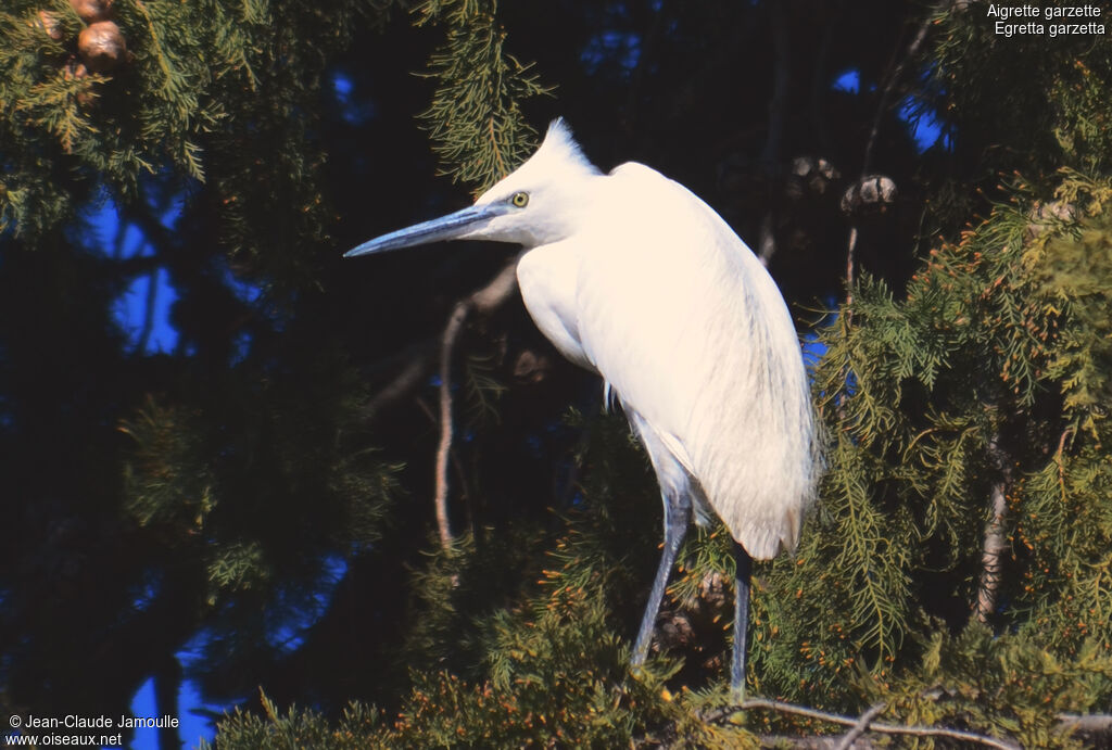 Little Egret