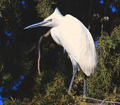 Aigrette garzette