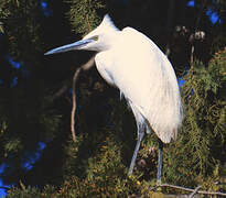 Little Egret