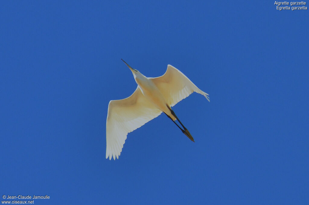 Little Egret, Flight