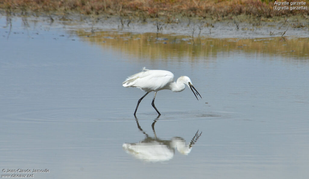 Aigrette garzette