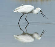 Aigrette garzette