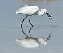 Little Egret