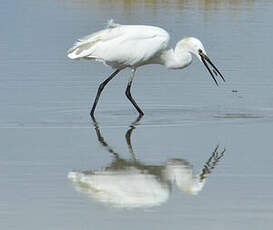 Aigrette garzette