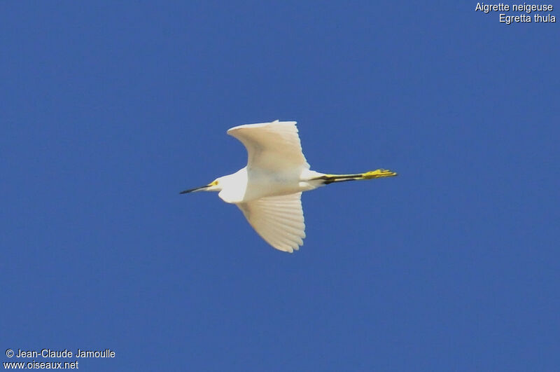 Snowy Egretimmature, Flight