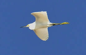 Aigrette neigeuse