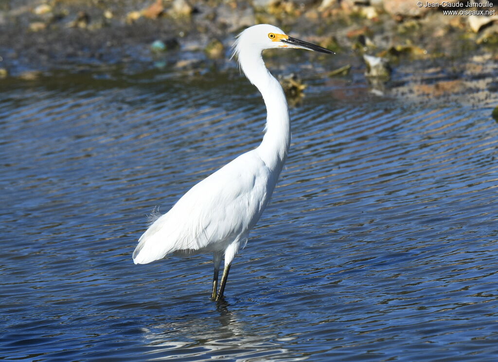 Aigrette neigeuse