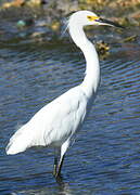 Aigrette neigeuse