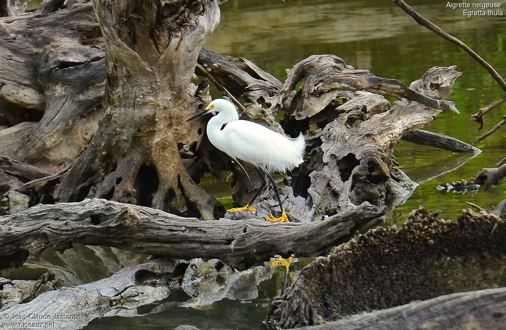 Aigrette neigeuse