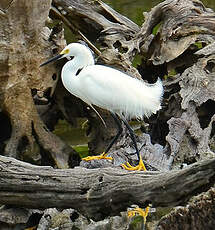 Aigrette neigeuse