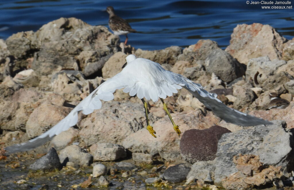 Snowy Egret