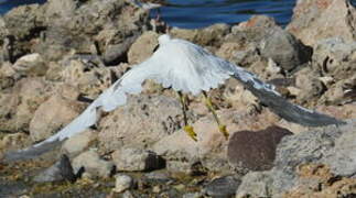 Snowy Egret