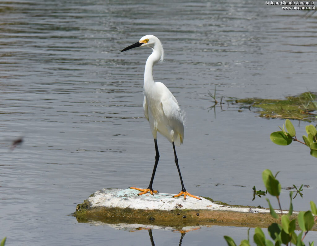 Snowy Egret