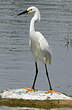 Aigrette neigeuse