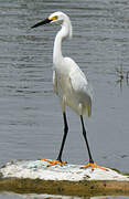 Snowy Egret