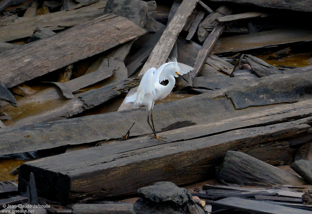 Snowy Egret, Behaviour