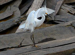 Snowy Egret