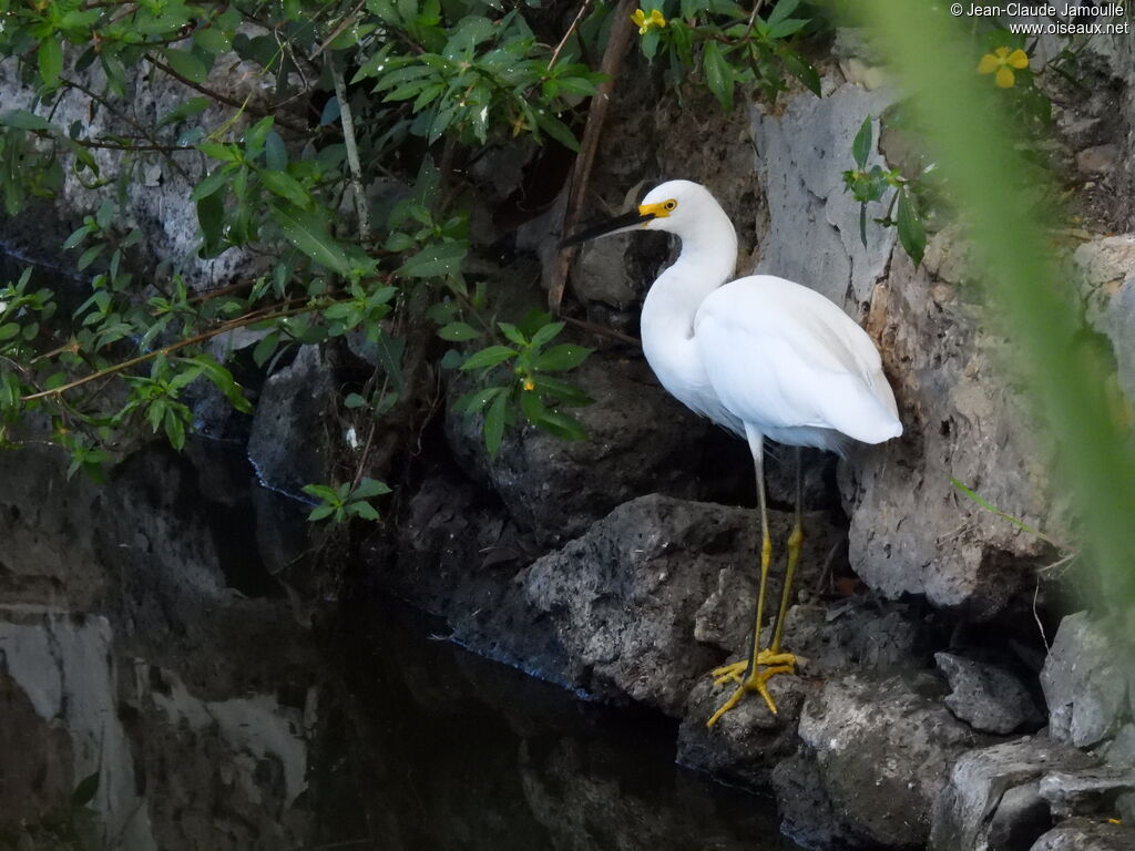 Aigrette neigeuse