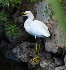 Aigrette neigeuse