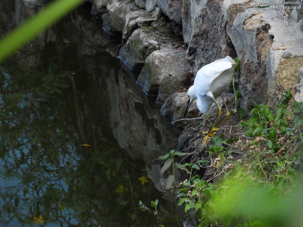 Snowy Egret