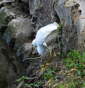 Aigrette neigeuse