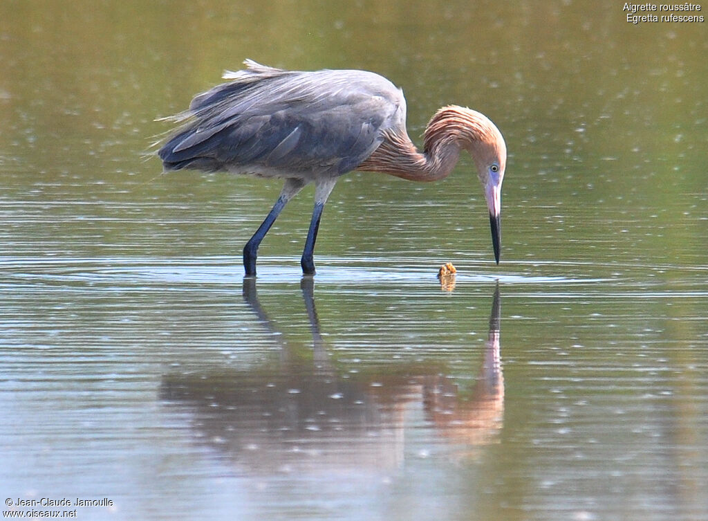 Reddish Egret