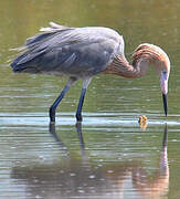 Aigrette roussâtre