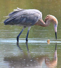 Aigrette roussâtre