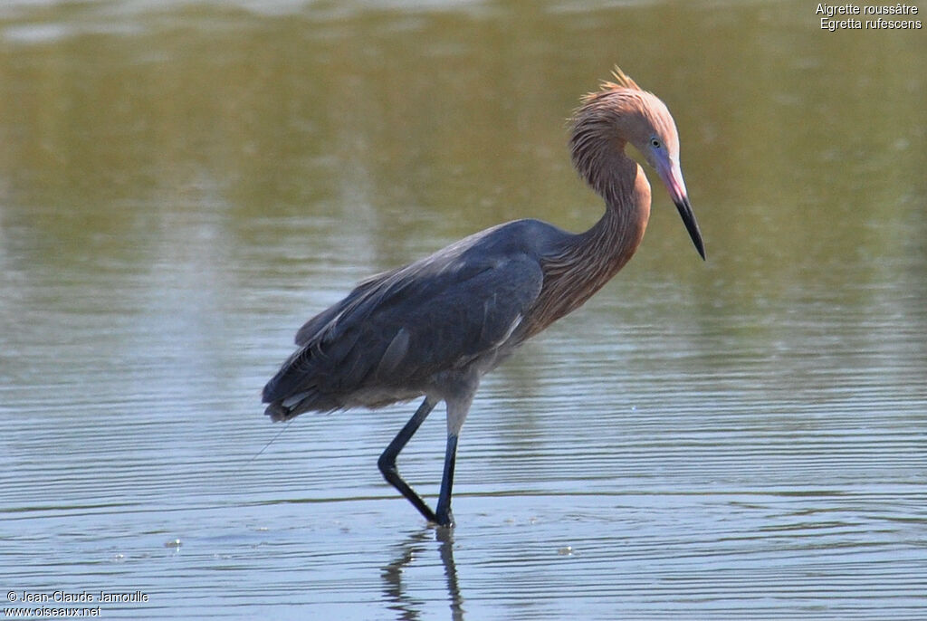 Reddish Egret, Behaviour