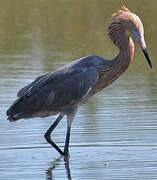 Aigrette roussâtre