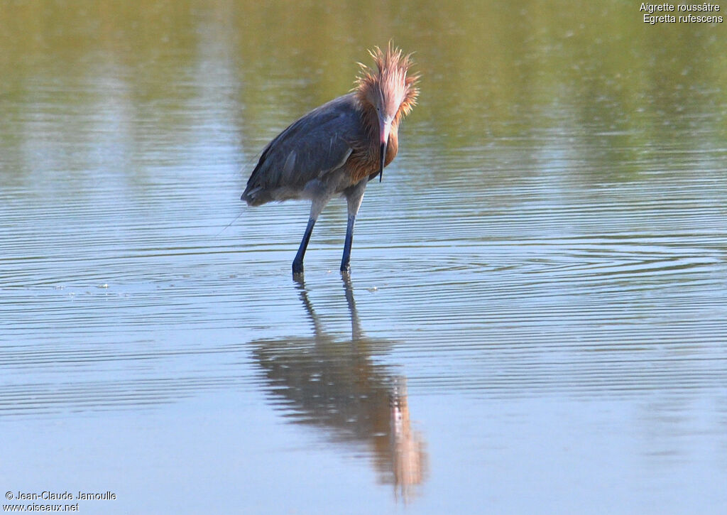 Aigrette roussâtre