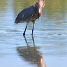 Aigrette roussâtre
