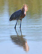 Reddish Egret