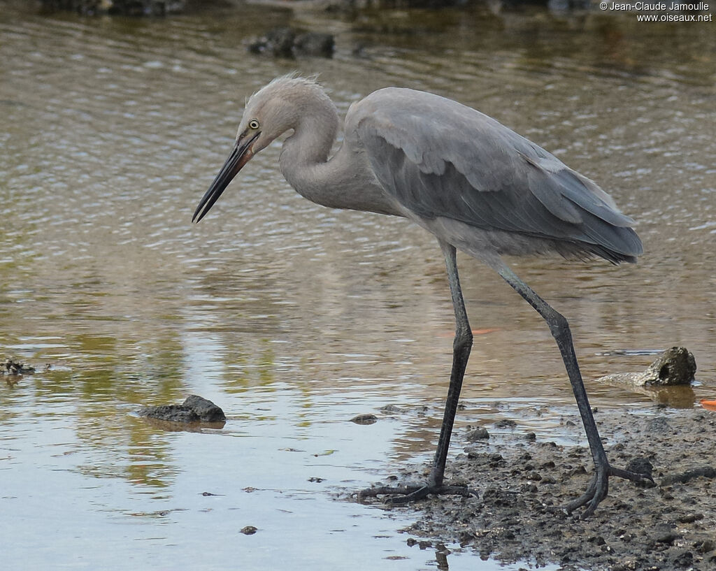 Aigrette roussâtreimmature, identification, composition, marche, mange