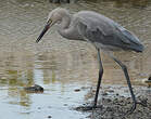 Aigrette roussâtre