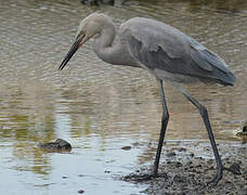 Reddish Egret