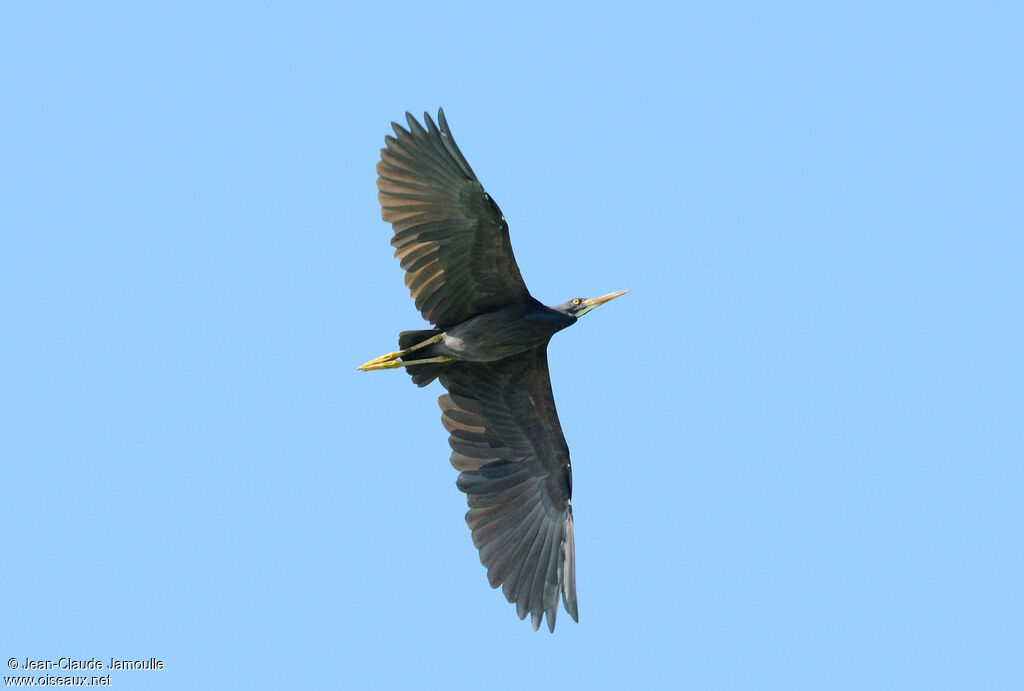 Pacific Reef Heron, Flight