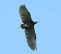 Pacific Reef Heron