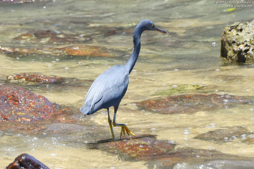 Aigrette sacrée