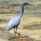 Aigrette sacrée