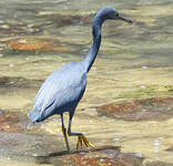 Aigrette sacrée