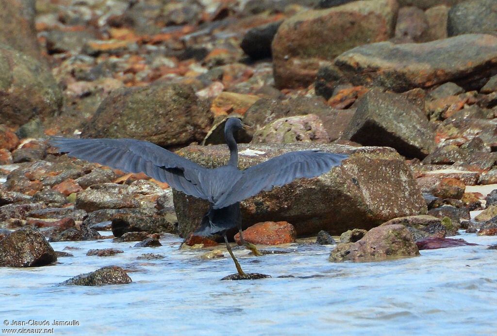 Pacific Reef Heron