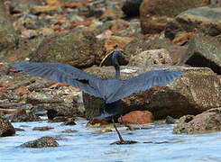 Pacific Reef Heron