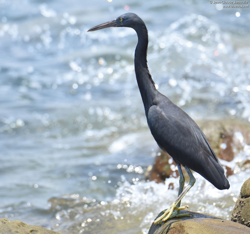 Pacific Reef Heron