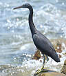 Aigrette sacrée