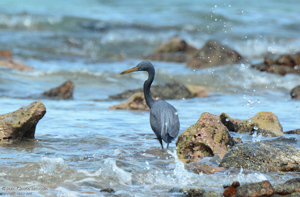 Pacific Reef Heron