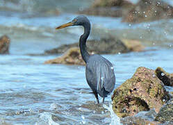 Pacific Reef Heron